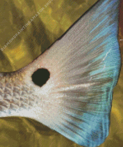 Beautiful Redfish Tail Diamond Painting