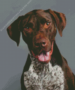 Bull Arab Dog Diamond Painting