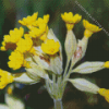 Cowslip Diamond Painting