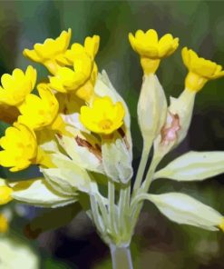 Cowslip Diamond Painting