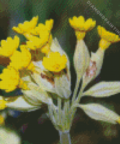 Cowslip Diamond Painting