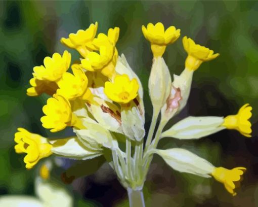 Cowslip Diamond Painting