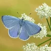 Holly Blue Butterfly Diamond Painting