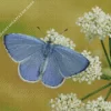 Holly Blue Butterfly Diamond Painting