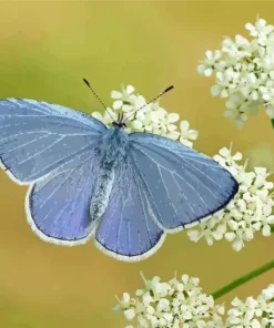 Holly Blue Butterfly Diamond Painting