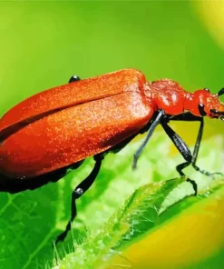 Lily Beetle Diamond Painting