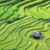 Rice Field Diamond Painting