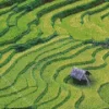 Rice Field Diamond Painting