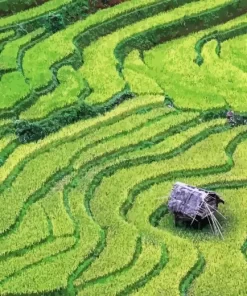 Rice Field Diamond Painting