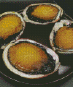 Abalone Diamond Painting