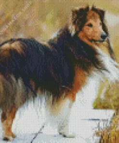 Shetland Sheepdog Dog Diamond Painting