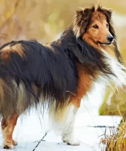 Shetland Sheepdog Dog Diamond Painting