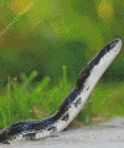 Black And White Snake Diamond Painting