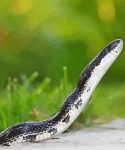 Black And White Snake Diamond Painting