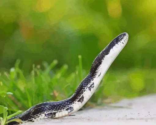 Black And White Snake Diamond Painting