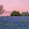 Bluebonnet Field Diamond Painting