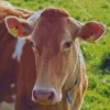 Guernsey Cow Diamond Painting