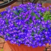 Lobelia Diamond Painting