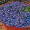 Lobelia Diamond Painting