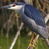 Night Heron Diamond Painting