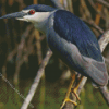 Night Heron Diamond Painting