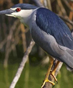 Night Heron Diamond Painting