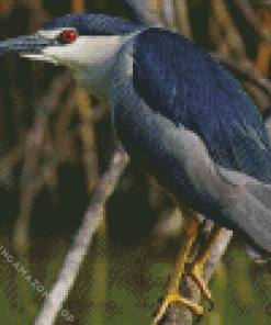 Night Heron Diamond Painting