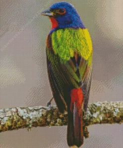 Painted Bunting Diamond Painting