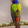 Painted Bunting Diamond Painting