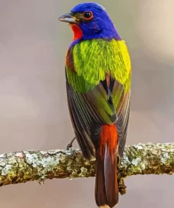 Painted Bunting Diamond Painting