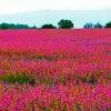 Amazing Pink Field Diamond Painting