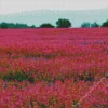 Amazing Pink Field Diamond Painting