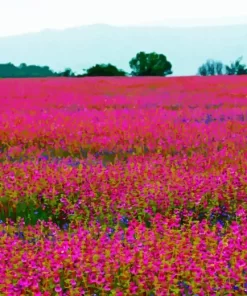 Amazing Pink Field Diamond Painting