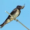 Purple Martin Diamond Painting