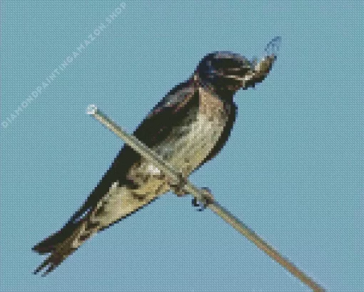 Purple Martin Diamond Painting