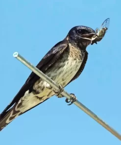 Purple Martin Diamond Painting