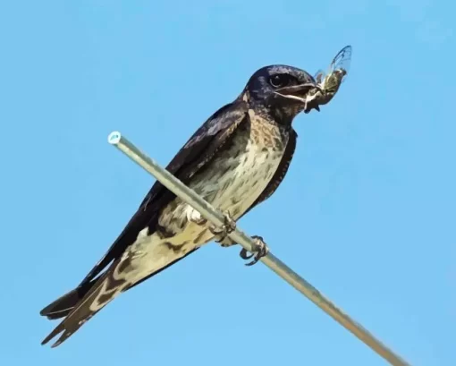 Purple Martin Diamond Painting