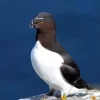 Razorbill Bird Diamond Painting