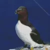 Razorbill Bird Diamond Painting