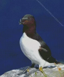 Razorbill Bird Diamond Painting