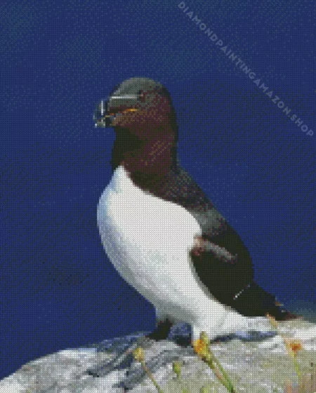 Razorbill Bird Diamond Painting