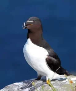 Razorbill Bird Diamond Painting