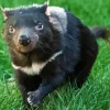 Tasmanian Devil Diamond Painting