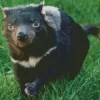 Tasmanian Devil Diamond Painting