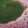 Tea Field Diamond Painting