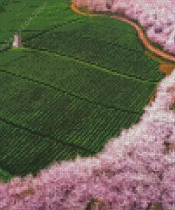 Tea Field Diamond Painting