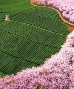 Tea Field Diamond Painting