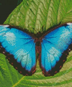 Teal Butterfly Diamond Painting