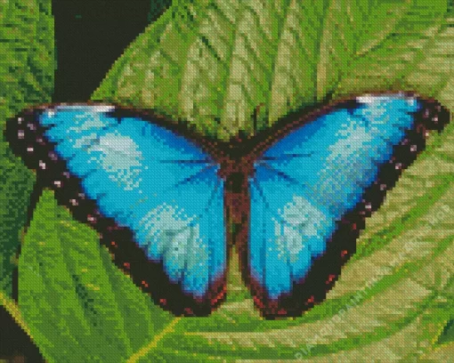 Teal Butterfly Diamond Painting