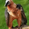 Bearded Vulture Diamond Painting